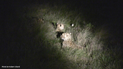 Cheetahs At Night